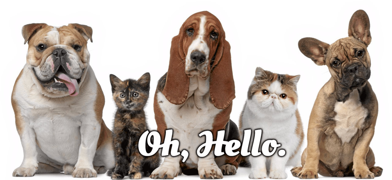 Pets Policy Green Valley RV Resort