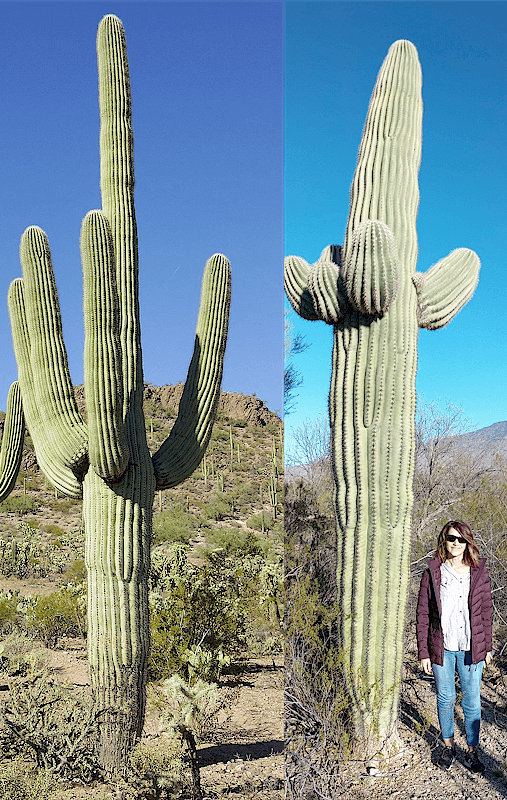 The Mighty Saguaro Cactus